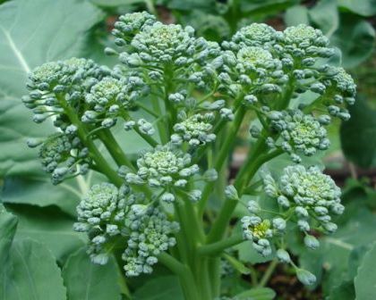 CIME DI RAPA F1